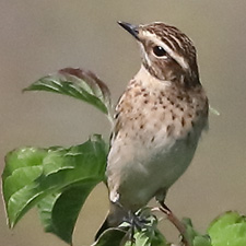 Whinchat - (Saxicola rubetra)