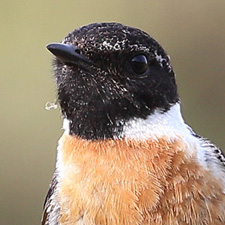 European Stonechat - (Saxicola rubicola)