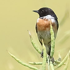 Common Stonechat