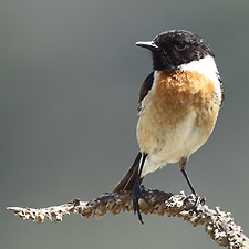 European Stonechat - (Saxicola rubicola)