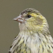 Eurasian Siskin - (Spinus spinus)