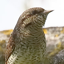 Eurasian Wryneck - (Jynx torquilla)