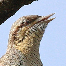 Eurasian Wryneck - (Jynx torquilla)