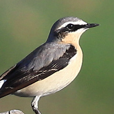 Traquet motteux - (Oenanthe oenanthe)