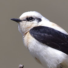 Black-eared Wheatear - (Oenanthe hispanica)