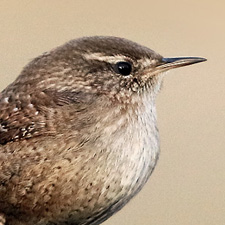 Northern Wren - (Troglodytes troglodytes)