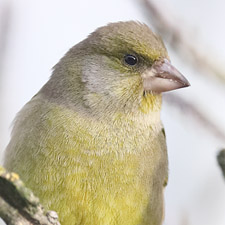 Verdier d'Europe - (European Greenfinch)