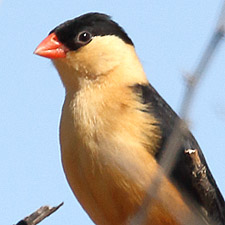 Veuve royale - (Shaft-tailed Whydah) 