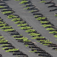 Vignes sur de la terre noir