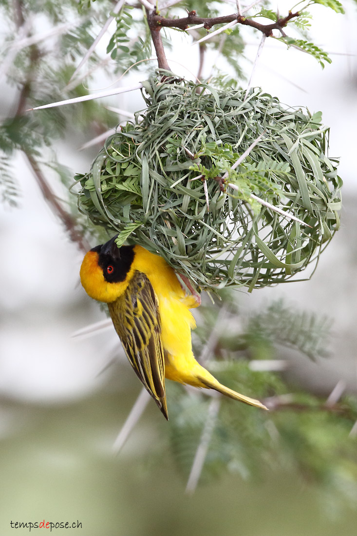 Tisserin  tte rousse - (Southern Masked Weaver)