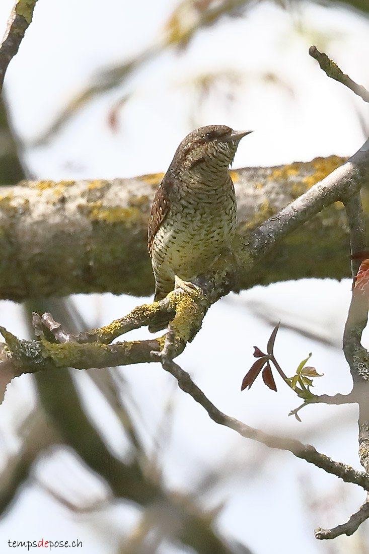 Torcol fourmilier - (Eurasian Wryneck)