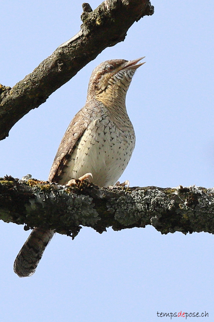 Torcol fourmilier - (Jynx torquilla)