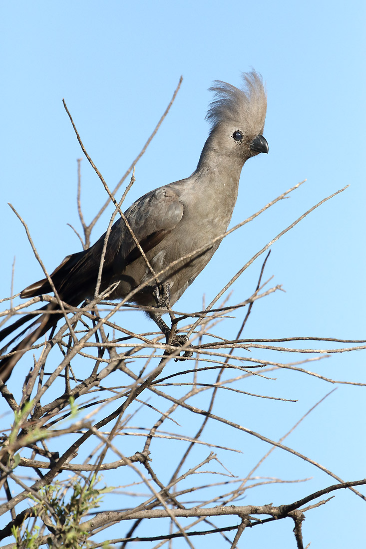 Touraco concolore - (Grey Go-away-bird)