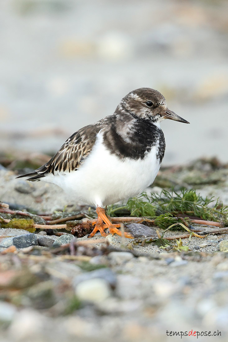 Tournepierre  collier - (Arenaria interpres)