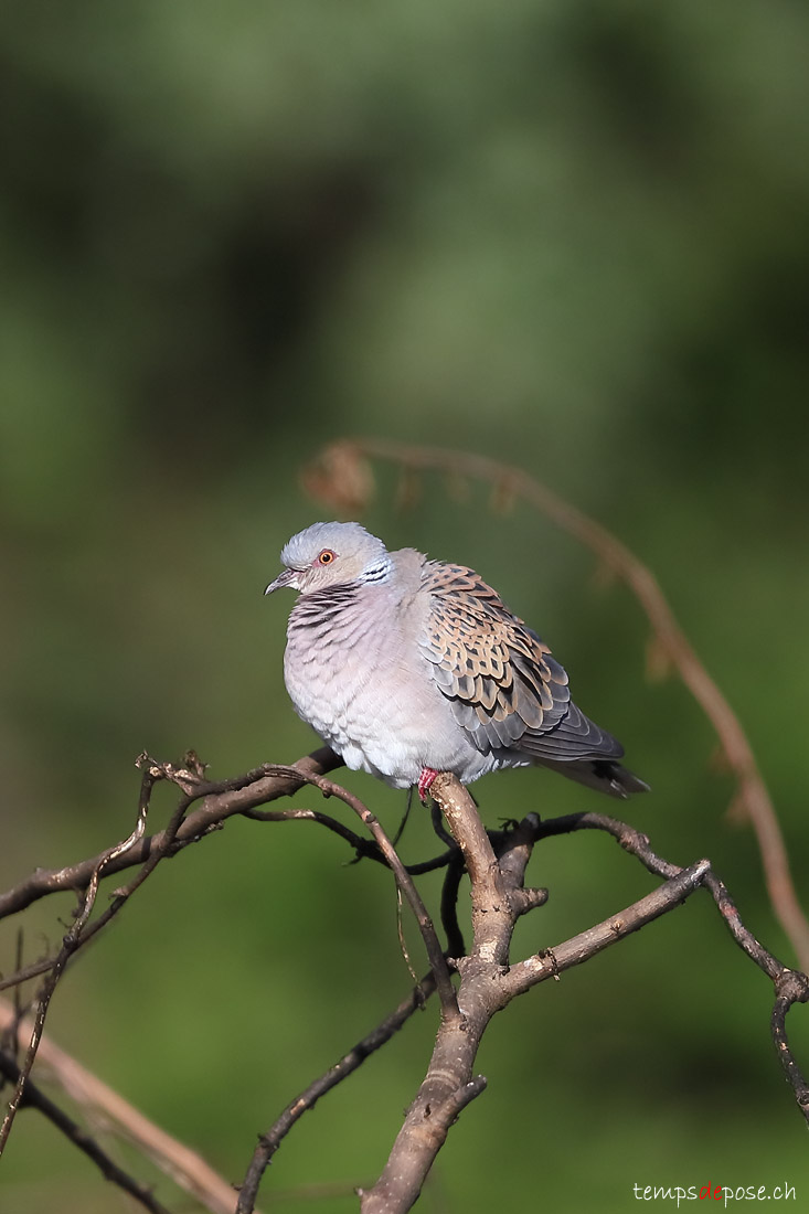 Tourterelle des bois - (European Turtle-dove)