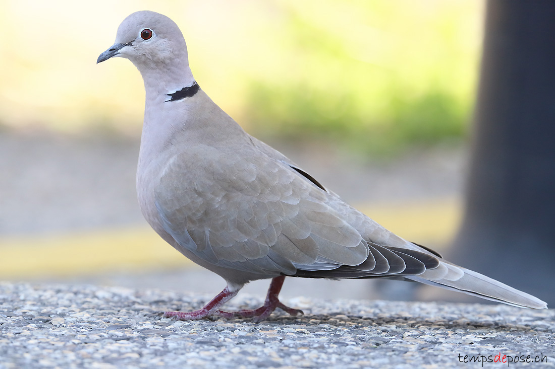 Tourterelle turque - (Streptopelia decaocto)