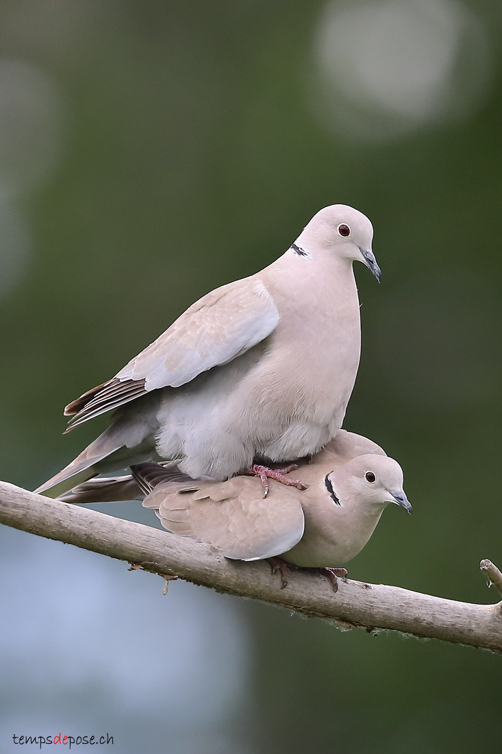 Tourterelle turque - (Eurasian Collared-dove)