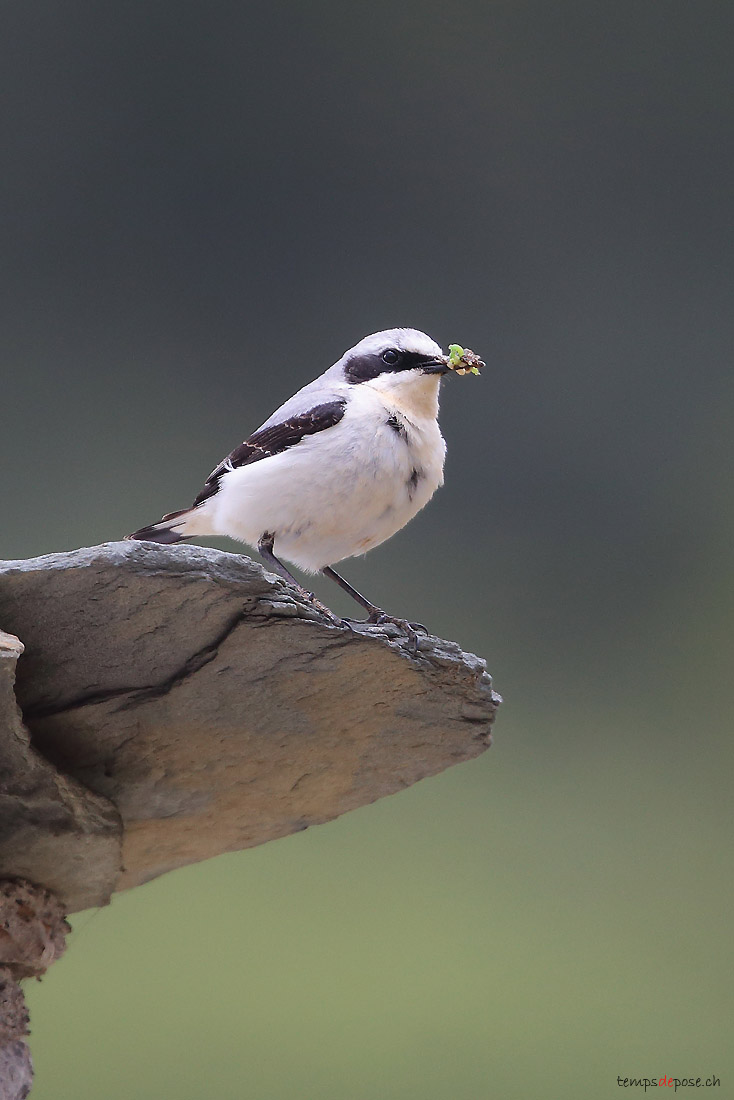 Traquet motteux - (Northern Wheatear)