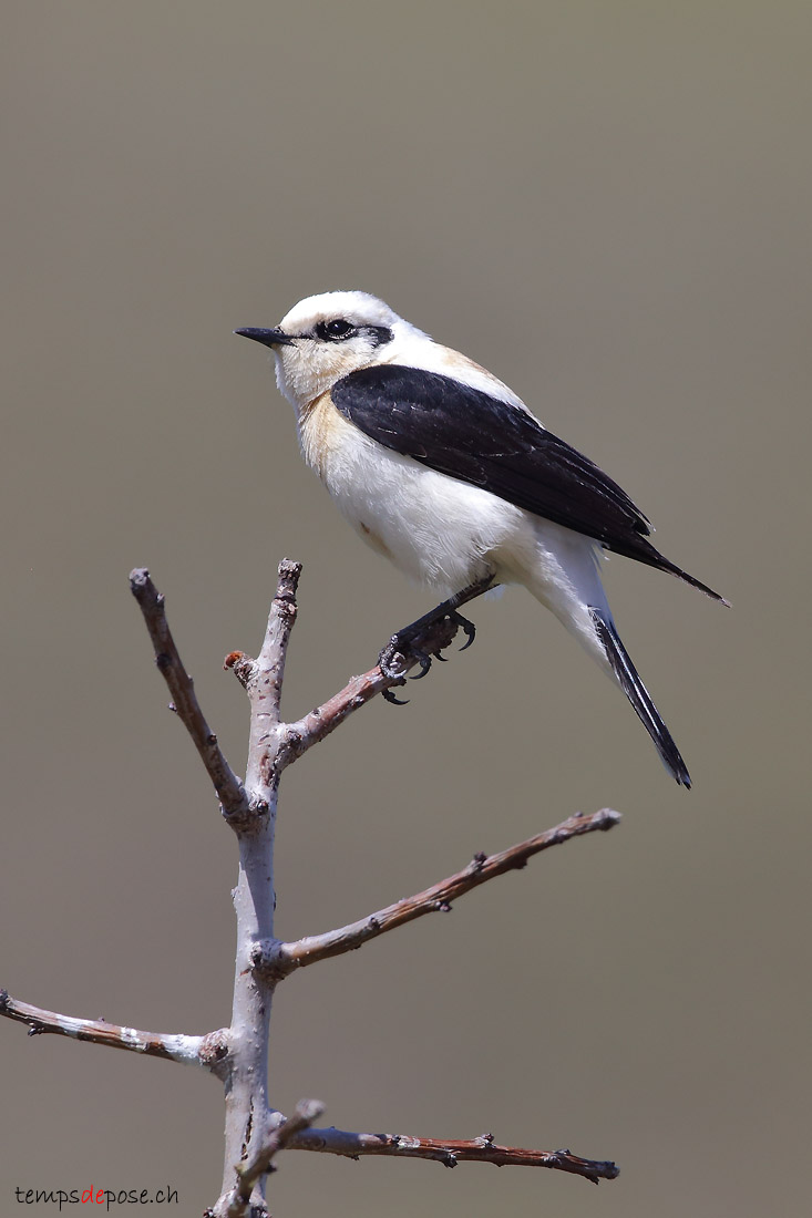 Traquet oreillard - (Black-eared Wheatear)