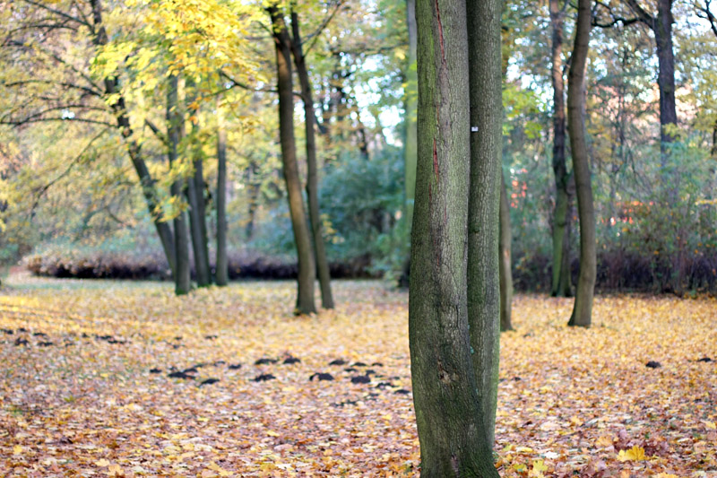 Les arbres du Treptower park