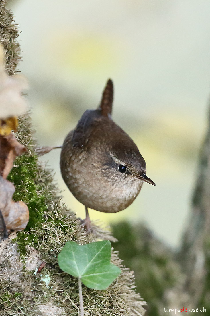 Troglodyte mignon - (Northern Wren)