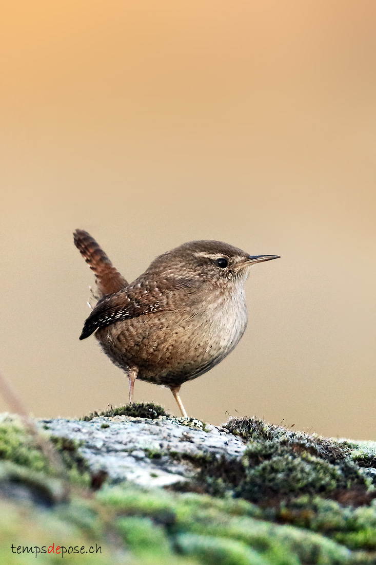 Troglodyte mignon - (Troglodytes troglodytes)