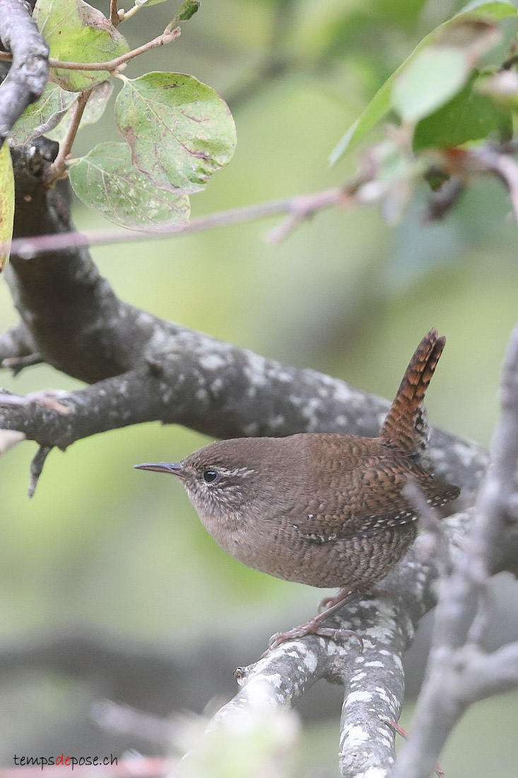 Troglodyte mignon - (Northern Wren)