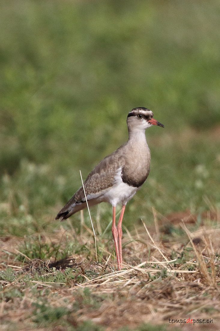 Vanneau couronn - (Crowned Lapwing)