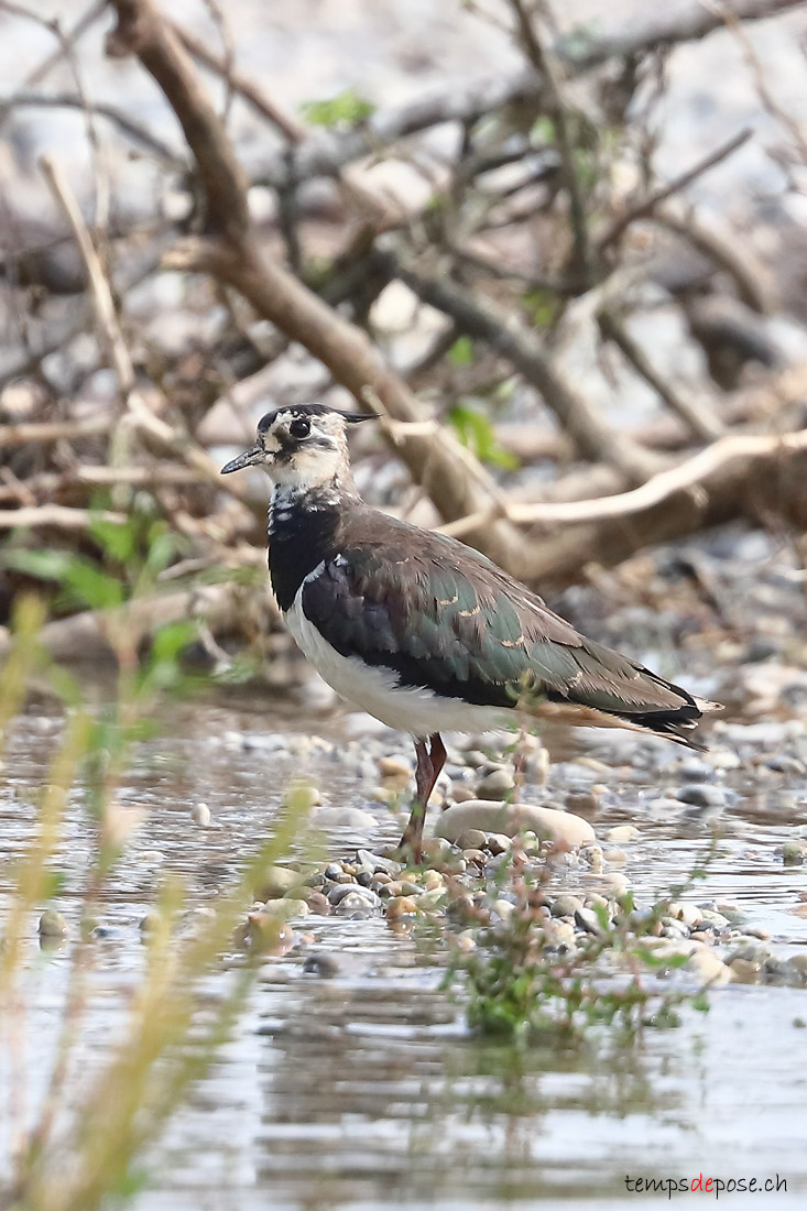 Vanneau hupp - (Northern Lapwing)