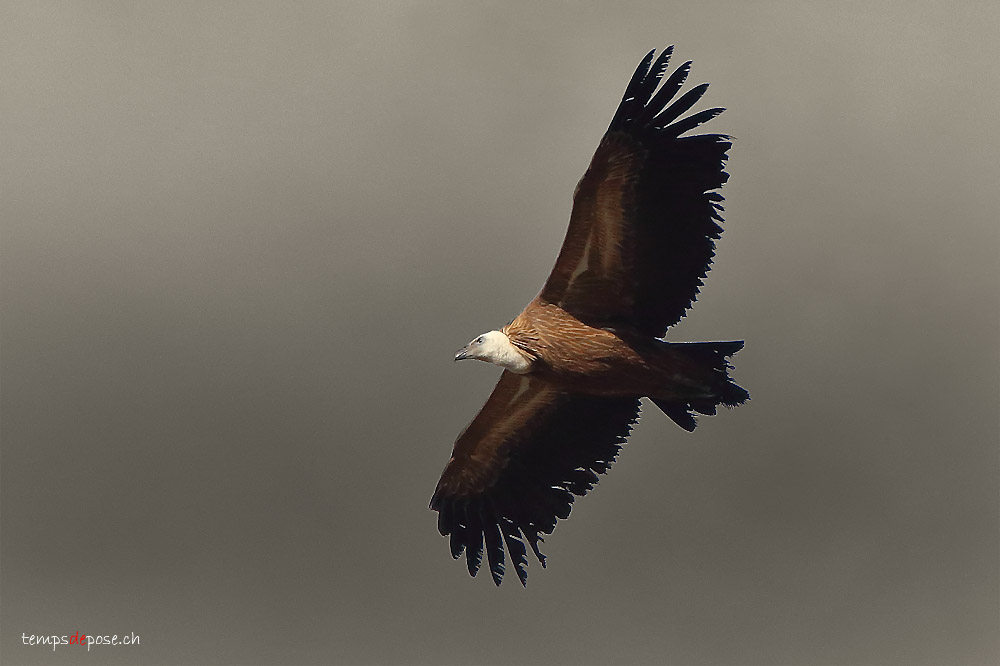 Vautour Fauve en vol