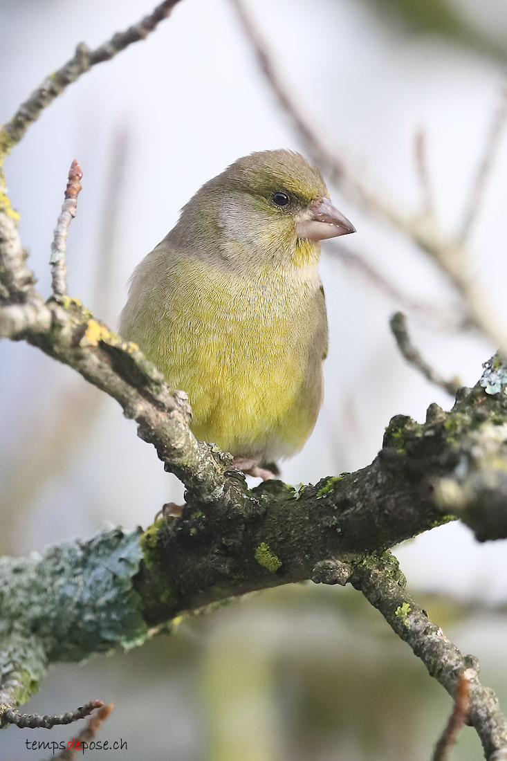 Verdier d'Europe - (European Greenfinch)