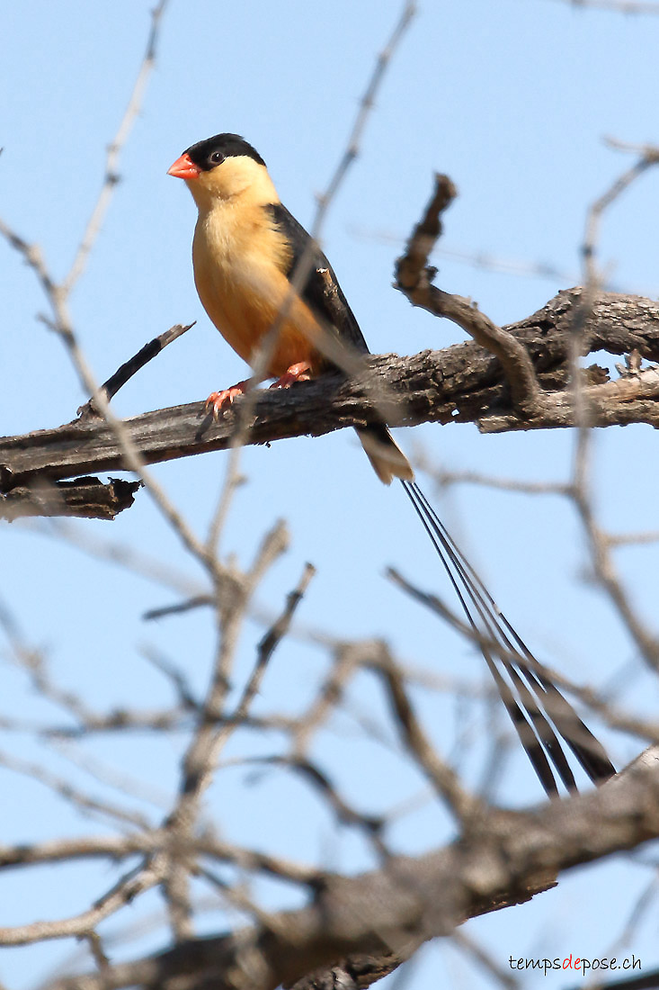 Veuve royale - (Shaft-tailed Whydah) 