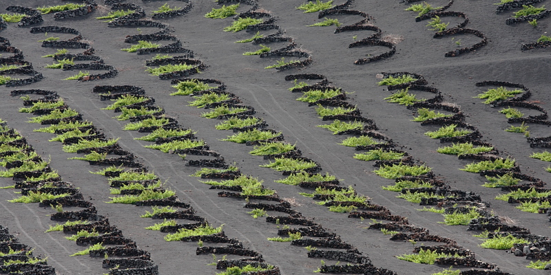 Vignes sur de la terre noir