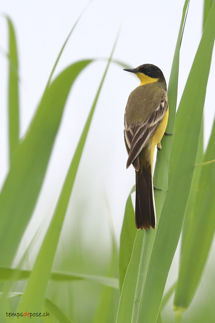 Bergeronnette printanire - (Western Yellow Wagtail)